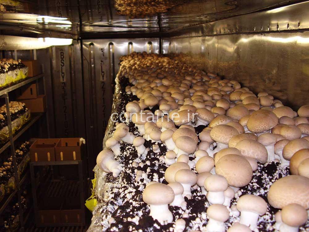 پرورش قارچ در محیط بسته